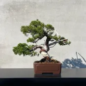 《野趣小品盆栽》宮阪系魚川真柏132．日本🇯🇵真柏（精品）