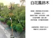 心栽花坊-白花風鈴木/8吋/嫁接苗/秋冬會落葉/綠籬植物/觀花植物/綠化環境/行道樹植物/售價1500特價1200