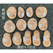 台灣櫸(紅雞油)樹根年輪木片/隔熱墊/藝品盆景陶藝擺設底座/置物墊／木質墊/裝飾器材