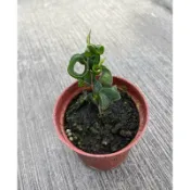 🪴綠植田園🪴捲葉榕/3寸盆/觀葉植物