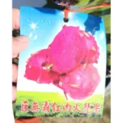 ★綠霖園藝★巨無霸紅肉火龍果 新興果樹/水果樹苗/美觀植物/果苗/嫁接/植物