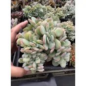 白鳳綴化 莓皮兒多肉植物