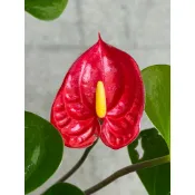 🌸植plant & flower ~ 火鶴花  紅掌  花燭  招財  風水植物  幸運之花