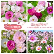現貨新種  蛋撻波斯菊種子（250粒）新品波斯菊盆栽格桑花種子大理花種子蛋撻野花種子 四季種植花卉 花海打造適合花園小院