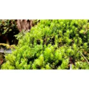 苔鑽🍀蝦皮唯一 擬木毛苔「片裝7*7cm」微景觀 苔蘚生態造景 半水景生態缸 苔蘚青苔 微景觀造景DIY 生態瓶造景