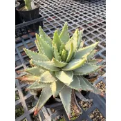 陽明園 多肉植物 龍山蘆薈