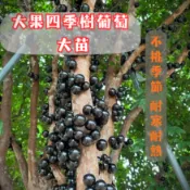 【正宗大果四季樹葡萄】✨ 全年結果！🌱果實爆甜多汁 | 易種易活 新手必備 6年以上樹齡 水果苗 果樹苗