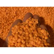紅扁豆/肉豆/紅肉豆/火鐮扁豆/峨眉豆/高蛋白/低脂/健身族群/扁豆子/紅雪豆/五穀雜糧/興妍誠五穀健康米糧
