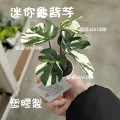 現貨 IKEA 假盆栽 迷你龜背葉 龜背芋 人造盆栽附花盆 室內/戶外用