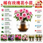 不怕養不活｜水培土栽自由選【現貨50款玫瑰花苗】🌹  最新稀有品種 帶葉子出貨 新款濃香玫瑰花苗 四季開花好養活陽臺庭院