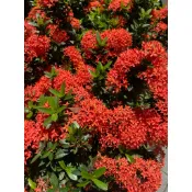 🌸植物枝條特賣：毬蘭、羽葉福祿桐、心葉毬蘭、臥地延命草、黃金葛、石蓮花、雅樂之舞～八仙花～每單位大小請看說明或聊聊喔👍