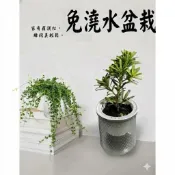 🌱 【圓木植栽】 🌱 免澆水盆栽(含植物)｜室內植物｜芳香萬壽菊｜薄荷｜畢業禮物｜香草植物迷迭香｜小葉赤楠