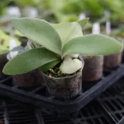爪哇細捲+K銀鹿角蕨 孢子苗 2吋盆 蕨類植物 鹿角蕨上板 觀葉植物 園藝  植栽 陽台植物 盆栽【阿金的便秘花園】