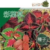 【花園夢想家】彩葉草~Coleus-約150粒 觀葉植物 植栽 家庭園藝  童話園藝