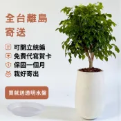 進財樹｜旺旺樹｜大型盆栽植物｜室內植物大型｜水泥盆｜免照顧懶人植物，北歐風格裝潢質感植栽 辦公室居家推薦，送禮自用皆適合