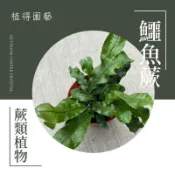 植得｜鱷魚蕨🐊｜蕨類植物