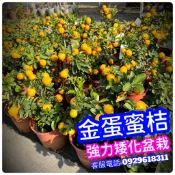 金蛋蜜桔✅強力矮化大盆栽✅ 金桔 金桔樹 金棗 日本甜桔 樹苗 果苗 矮化果樹 矮生盆栽 矮化盆栽 水果苗 金蛋