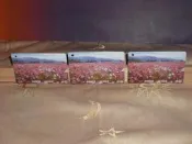 波斯菊花海(福壽山農場)1張10元