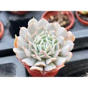 【多肉好好買】一吋盆 革命 多肉植物 現貨