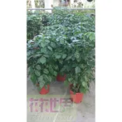 花花世界_室內或送禮盆栽*進財樹*-旺旺樹/8吋盆/高60-80cm/MA*大型物件，無法超取*
