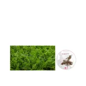 (店+)【蔬菜之家】K32.羅馬洋甘菊種子300顆花朵可以蒸餾成精油，國外公園可以做成草坪.香草種子香草類種子