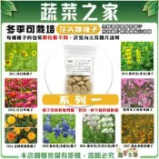 【蔬菜之家滿額免運】冬季可栽培花卉種子系列一(各包裝數量詳見內文及圖片)魯冰花 波斯菊 蜀葵 金盞花 醉蝶花 鼠尾草