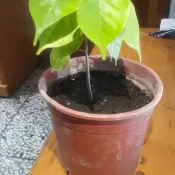 印度紫檀苗 印度紫檀苗（非黃花梨）珍貴林木
