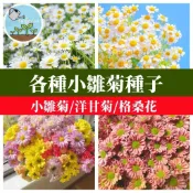小雛菊種子 瑪格麗特花種 法蘭西菊 春神菊 庭園草花種子 四季可播 新手易種 開花不斷 陽台盆栽 花壇造景 鮮切花材料
