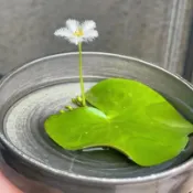 🪷（招財一葉蓮種子）🪷（10粒入）】 好運蓮蓮  水培植物 懶人魚缸生態植物 遇水就發芽  浮生蓮花種籽 四季開花