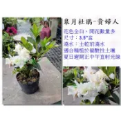 【日本皋月杜鵑花苗】貴婦人、貴夫人【新中港花卉】日本杜鵑、五月花