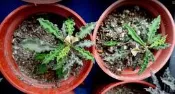 皺葉麒麟 塊根植物 多肉植物 室內植物 室外植物 觀賞植物
