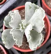 銀波錦 多肉植物 美化綠化盆栽 觀賞植物