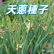 【天蔥種子】珠蔥種子 四季蔥種子 紅蔥頭 油蔥酥 廚房必備 陽台盆栽 居家種菜 新鮮蔬菜籽