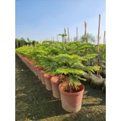 南洋杉 8吋盆 特價 380元