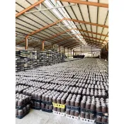 限時優待價 特惠價 調整通通77 太空包 特賣會 栽種 香菇 菇菇 菇包