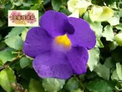 ╭＊田尾玫瑰園＊╯優良常綠灌木--(立鶴花 )
