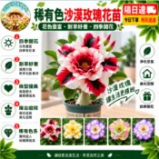 現貨🌹【稀有色沙漠玫瑰花苗】🌹不怕養不活｜水培土栽自由選 沙漠玫瑰花苗 沙漠玫瑰植株 玫瑰花重瓣大花濃香耐旱熱庭