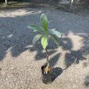 田尾玫瑰園 l 白水木苗、銀丹、銀毛樹 【3吋黑軟盆 高度約30cm】觀葉植物 景觀植物 (植物眾多歡迎詢問)