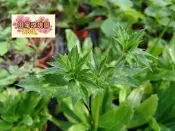 ╭＊田尾玫瑰園＊╯香料植物--(刺芫妥)