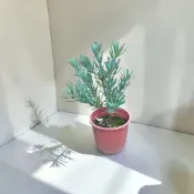 植物空間 藍羅漢松6寸 嫁接苗 常綠植物 室外植物 觀葉植物