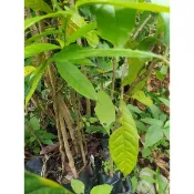 桃花心木苗蝦取宅配 大葉約90公分種在移植袋滿4棵出貨可合併不同品項