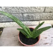 蘆薈｜3吋盆～可食用、美容、料理植物⋯