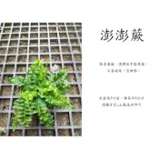 心栽花坊-澎澎蕨/3吋/綠化植物/室內植物/觀葉植物/蕨類/特價50