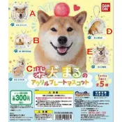 風之谷玩具 BANDAI 轉蛋 扭蛋 日本超人氣 柴犬 MARU 可愛狗狗 珠鍊 壓克力 吊飾 一套5款