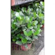 花花世界_圍籬樹苗--書代木，又稱簽名樹--綠化庭園/7吋盆/高40-50公分/MA*無法超取*