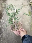 芳苑樹花苗繁殖農場  名稱：狀元紅