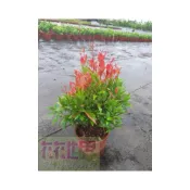 (店+)花森好市-喬木 * 長虹木*--紅芽赤楠--鐘花蒲桃--紅楠木--8吋盆/ 高25-40公分/MA*無法超取*