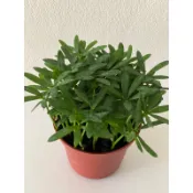 羅漢松桌上小物，羅漢松