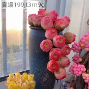 「進口多肉種子 山地玫瑰 永不凋謝的玫瑰 多肉植物種子 室內盆栽 易種易活 花友首選 發芽率高 打造多肉花園 限量發售」