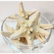 海星DIY天然乾燥派大星中海星小海星 海星不可以置入水中/ 美勞美術手作貝殼工藝品材料/不同尺寸海星